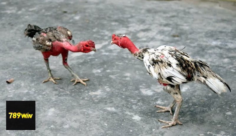 Đá Gà Cựa Sắt - Khái niệm cơ bản về hình thức thi đấu Đá Gà Cựa Sắt - Khái niệm cơ bản về hình thức thi đấu