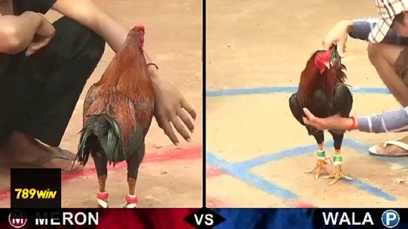 Đá Gà 789win - Khái niệm đá gà trực tuyến Đá Gà 789win - Khái niệm đá gà trực tuyến